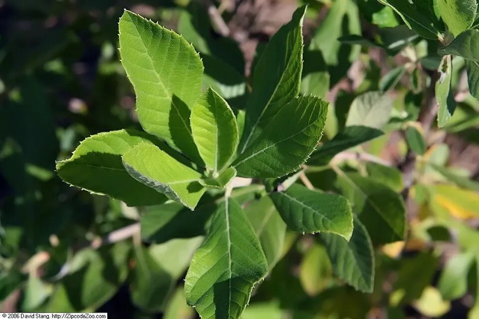 Rózsaszín virágú, illatos borscserje / Clethra alnifolia 'Pink Spire'