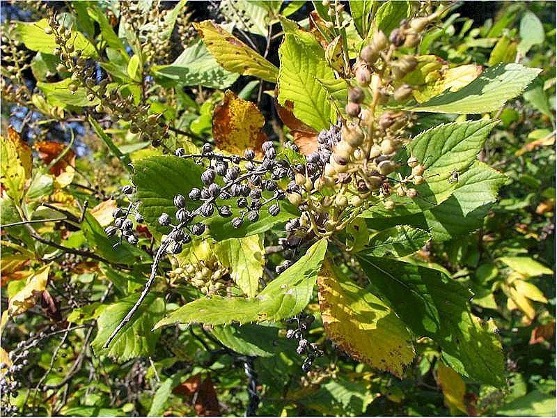 Rózsaszín virágú, illatos borscserje / Clethra alnifolia 'Pink Spire'
