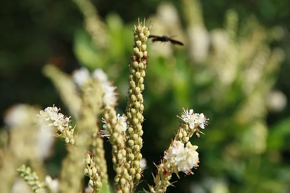 Rózsaszín virágú, illatos borscserje / Clethra alnifolia 'Pink Spire'