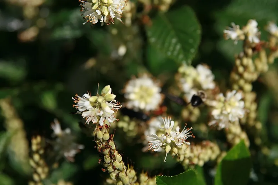 Rózsaszín virágú, illatos borscserje / Clethra alnifolia 'Pink Spire'