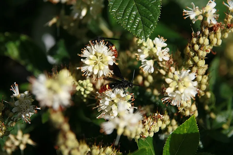 Rózsaszín virágú, illatos borscserje / Clethra alnifolia 'Pink Spire'