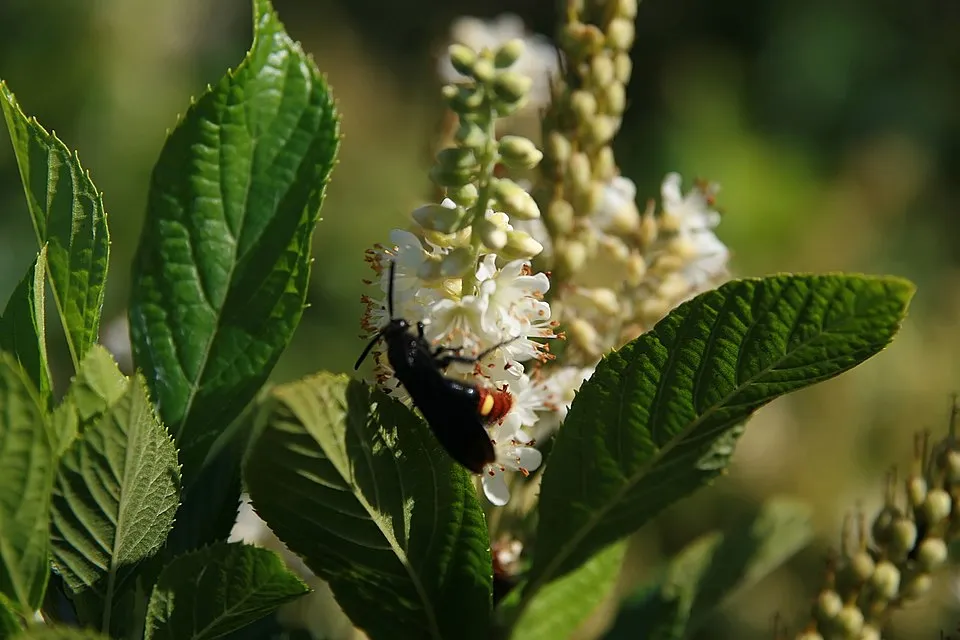 Rózsaszín virágú, illatos borscserje / Clethra alnifolia 'Pink Spire'