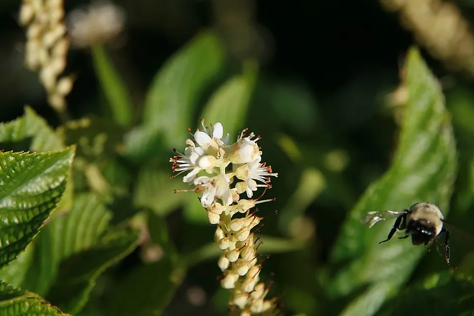 Rózsaszín virágú, illatos borscserje / Clethra alnifolia 'Pink Spire'