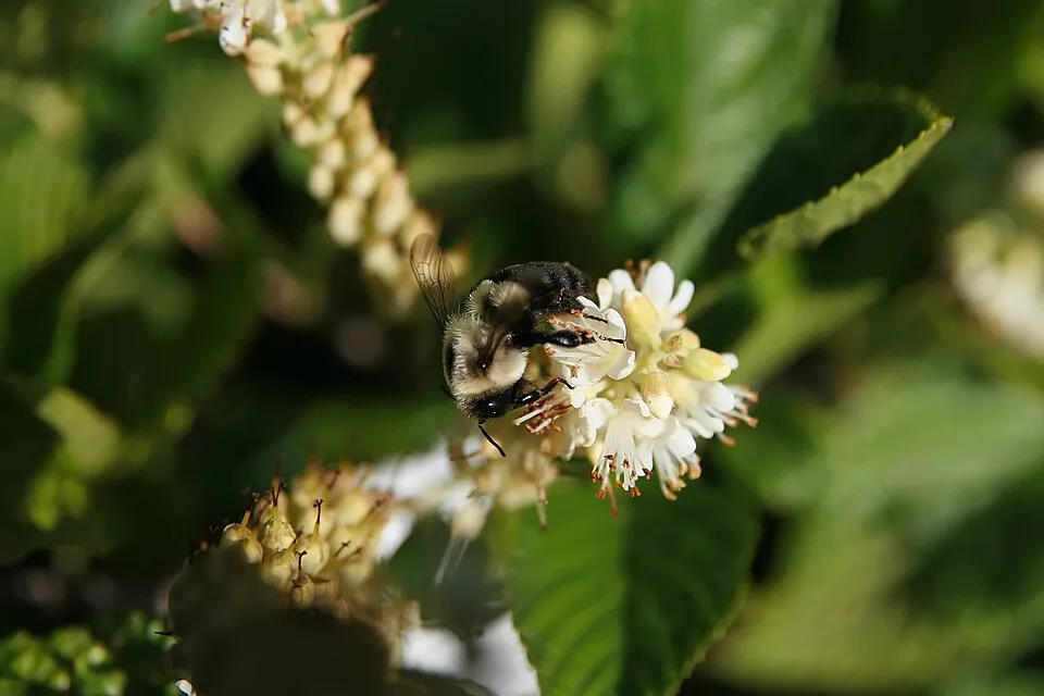 Rózsaszín virágú, illatos borscserje / Clethra alnifolia 'Pink Spire'