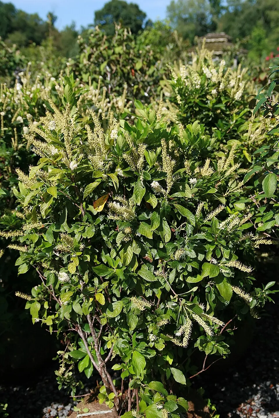 Rózsaszín virágú, illatos borscserje / Clethra alnifolia 'Pink Spire'