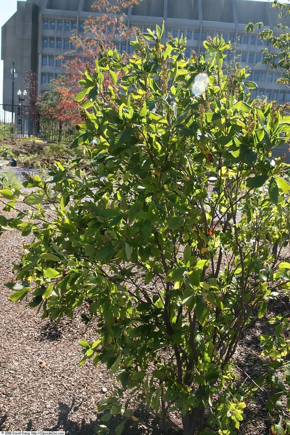 Rózsaszín virágú borscserje / Clethra alnifolia 'Ruby Spice'