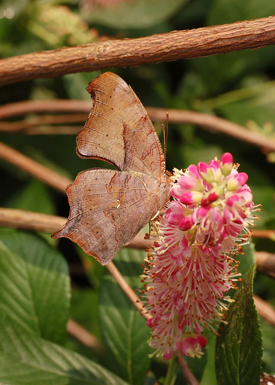 Rózsaszín virágú borscserje / Clethra alnifolia 'Ruby Spice'