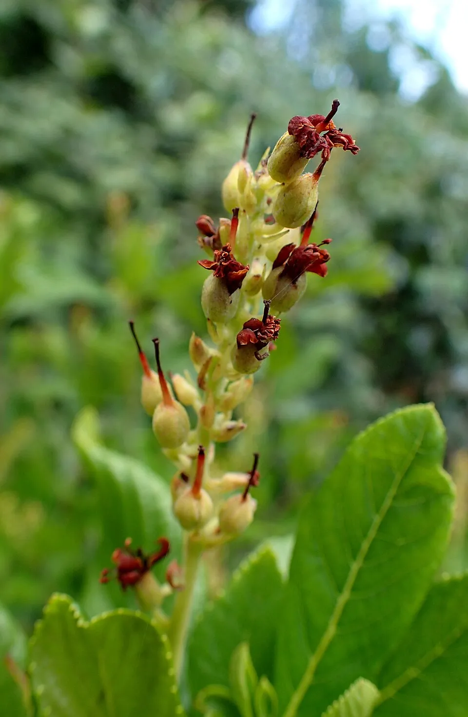 Rózsaszín virágú borscserje / Clethra alnifolia 'Ruby Spice'