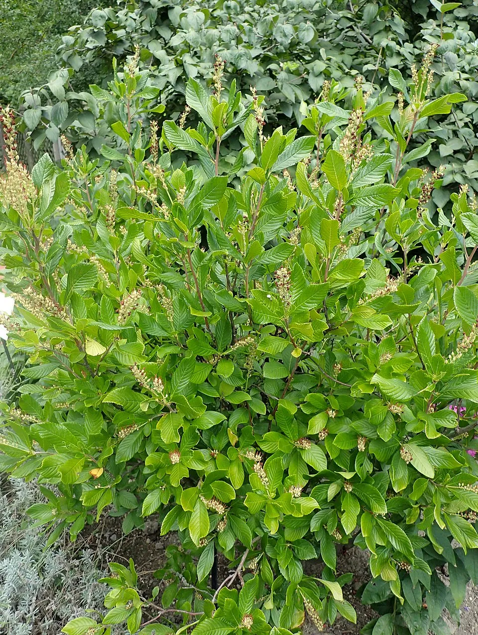 Rózsaszín virágú borscserje / Clethra alnifolia 'Ruby Spice'