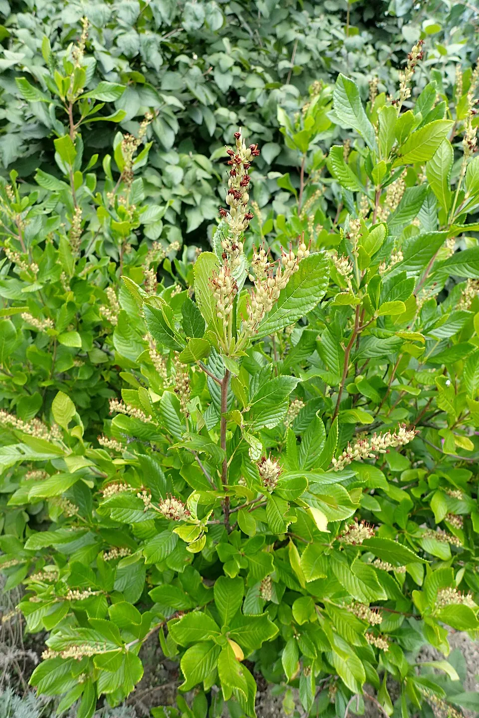 Rózsaszín virágú borscserje / Clethra alnifolia 'Ruby Spice'