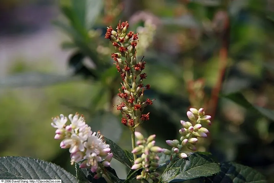 Rózsaszín virágú borscserje / Clethra alnifolia 'Ruby Spice'