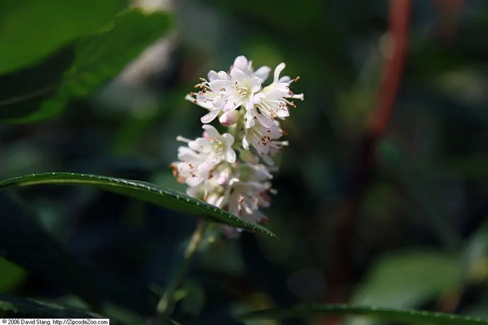 Rózsaszín virágú borscserje / Clethra alnifolia 'Ruby Spice'