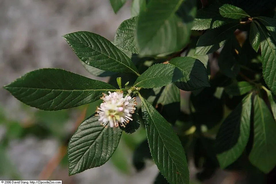 Rózsaszín virágú borscserje / Clethra alnifolia 'Ruby Spice'