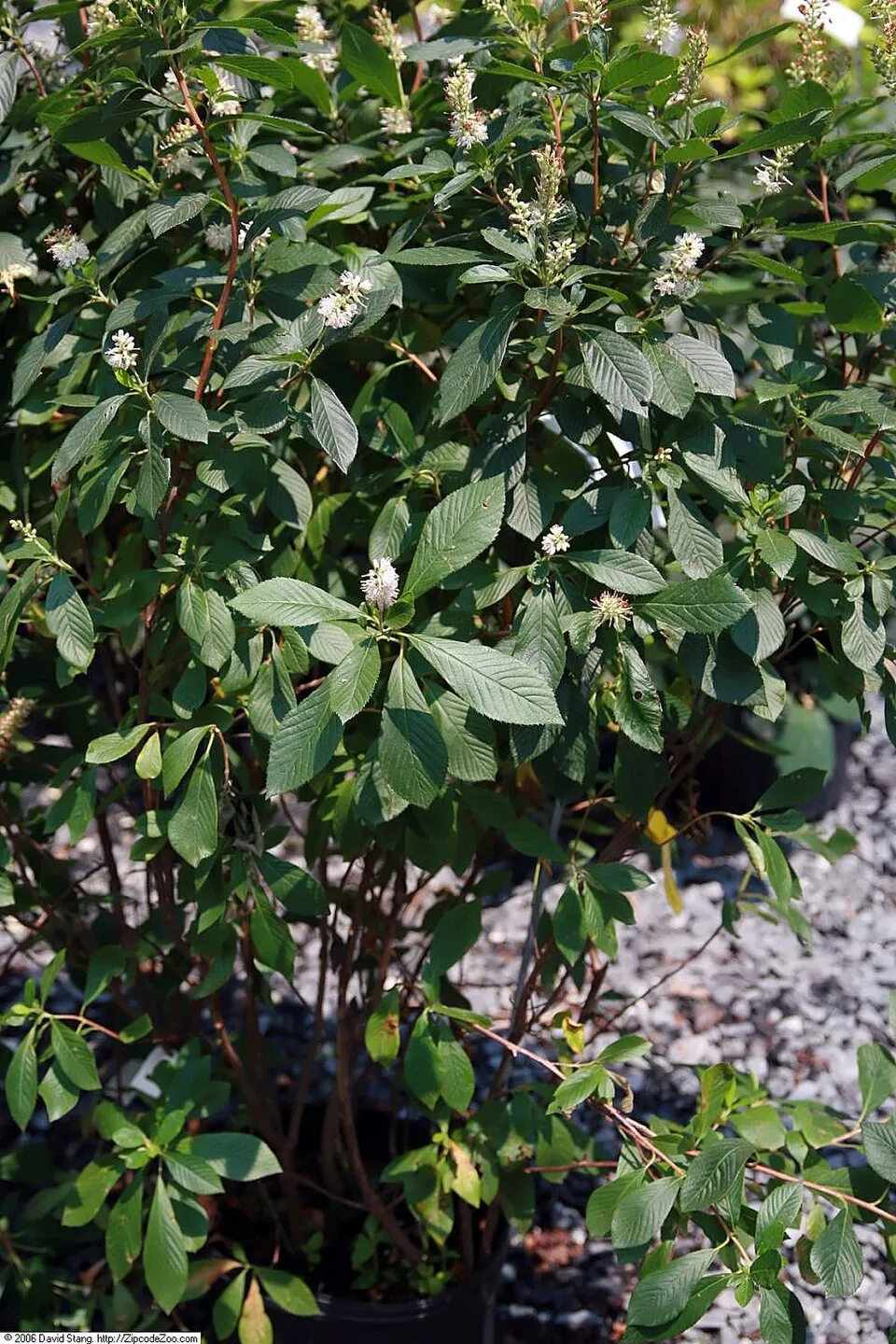 Rózsaszín virágú borscserje / Clethra alnifolia 'Ruby Spice'