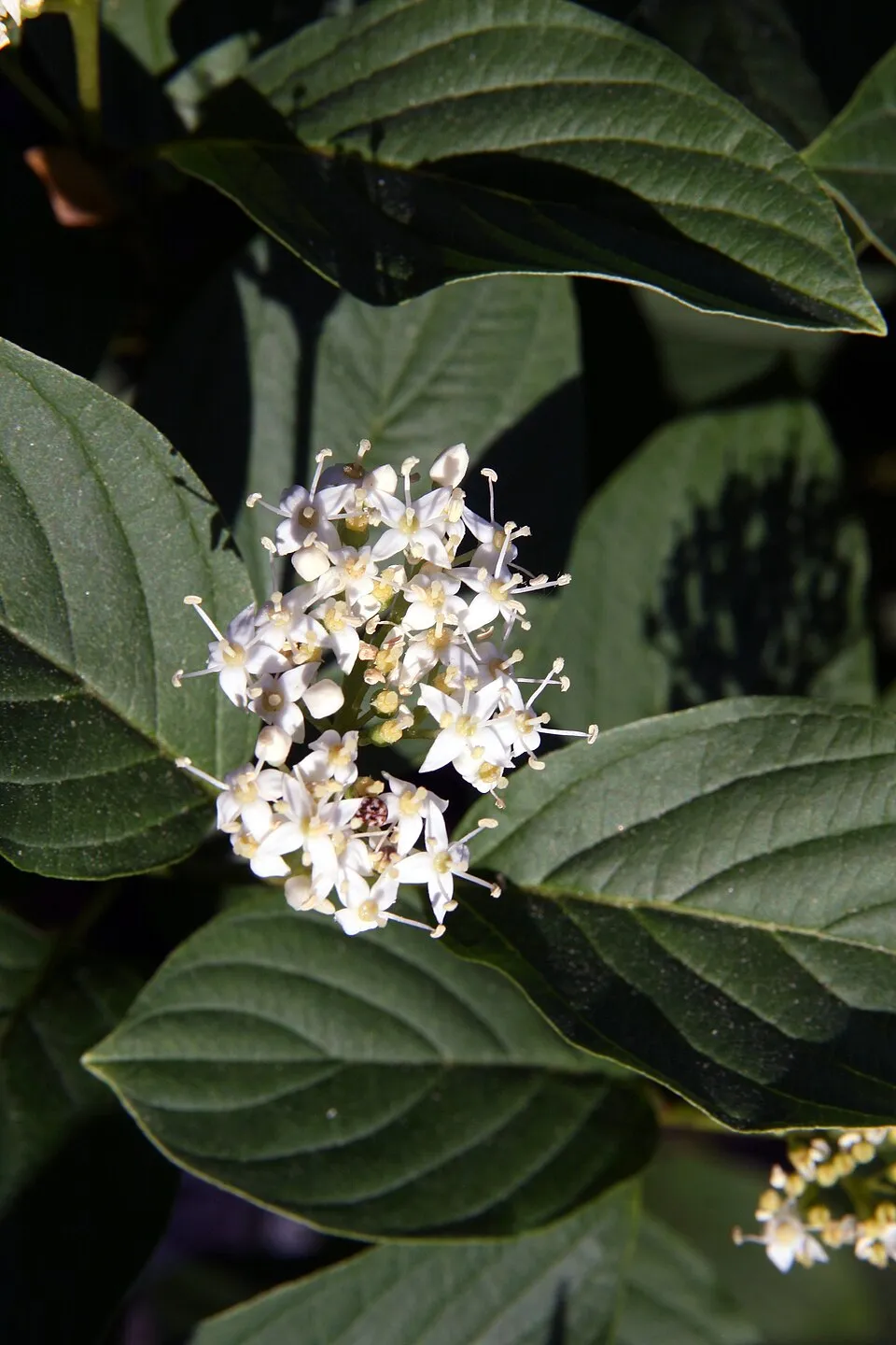 Fehér som / Cornus alba