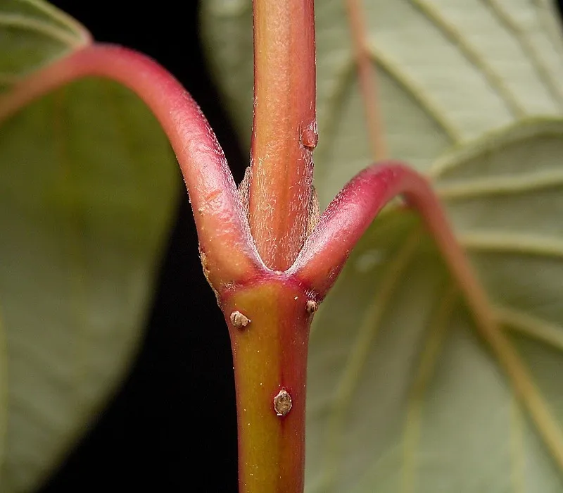 Fehér som / Cornus alba