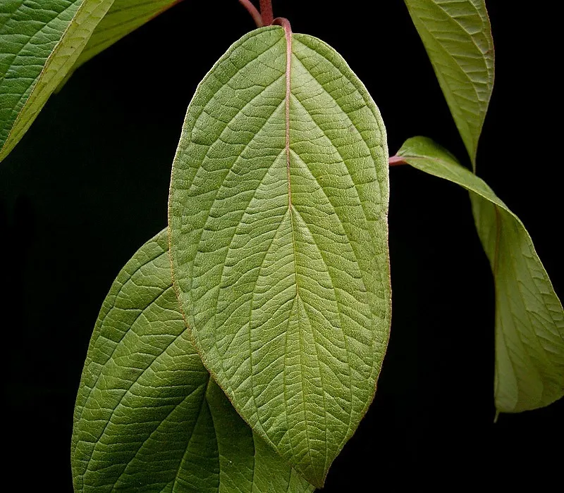 Fehér som / Cornus alba