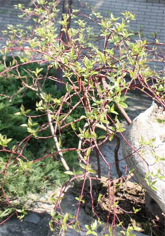 Fehér som / Cornus alba