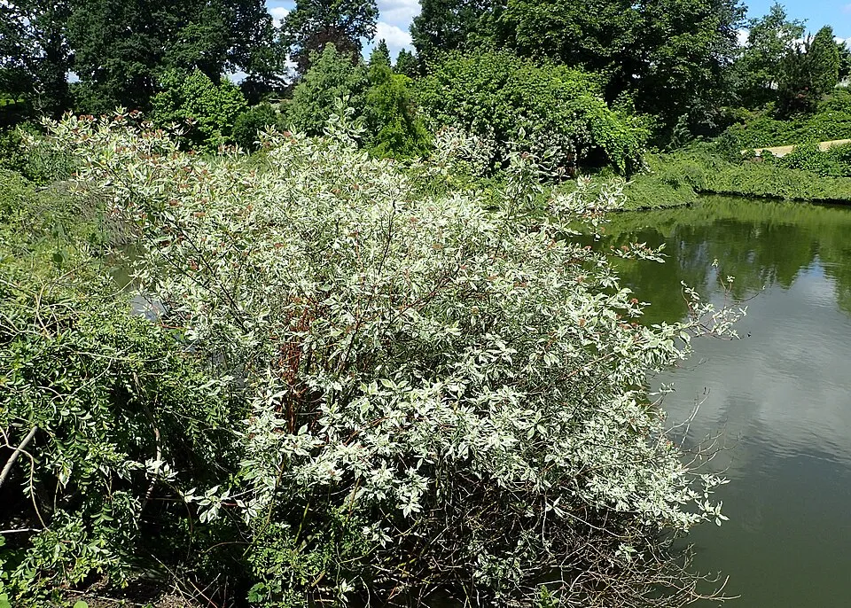 Fehér-tarka levelű, piros vesszejű som / Cornus alba 'Elegantissima'