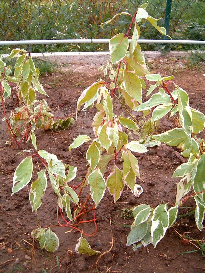 Fehér-tarka levelű, piros vesszejű som / Cornus alba 'Elegantissima'