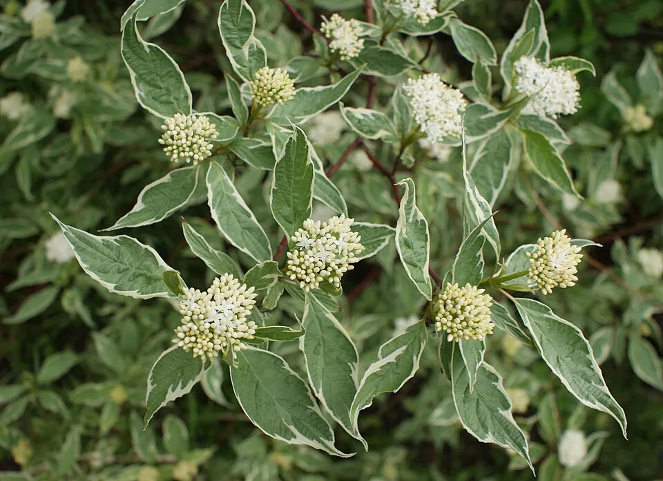 Fehér-tarka levelű, piros vesszejű som / Cornus alba 'Elegantissima'