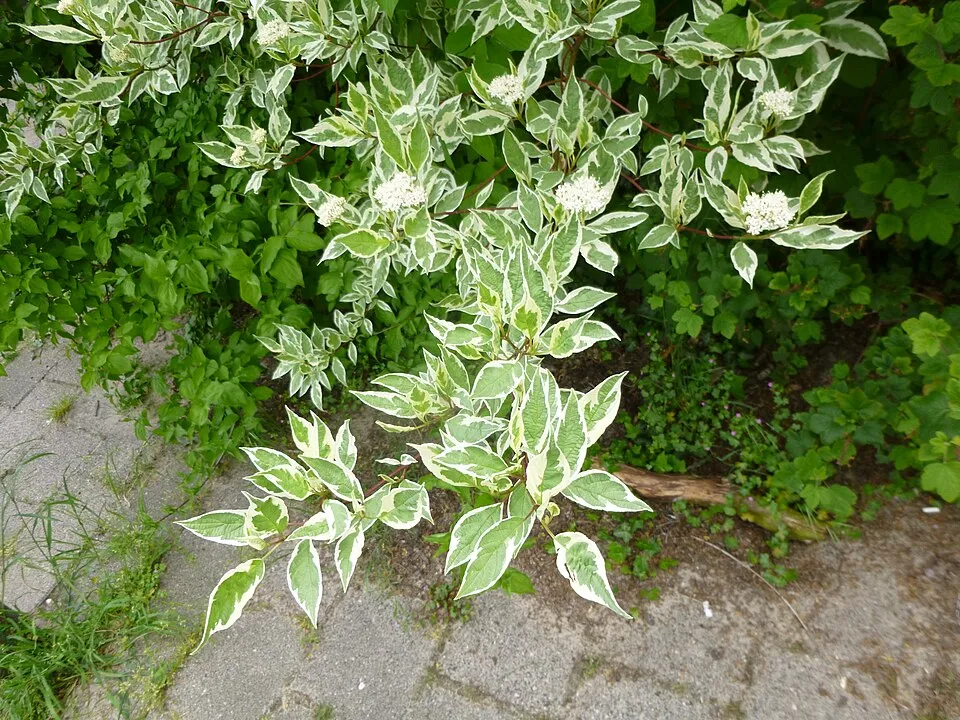 Fehér-tarka levelű, piros vesszejű som / Cornus alba 'Elegantissima'