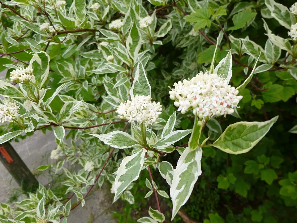 Fehér-tarka levelű, piros vesszejű som / Cornus alba 'Elegantissima'