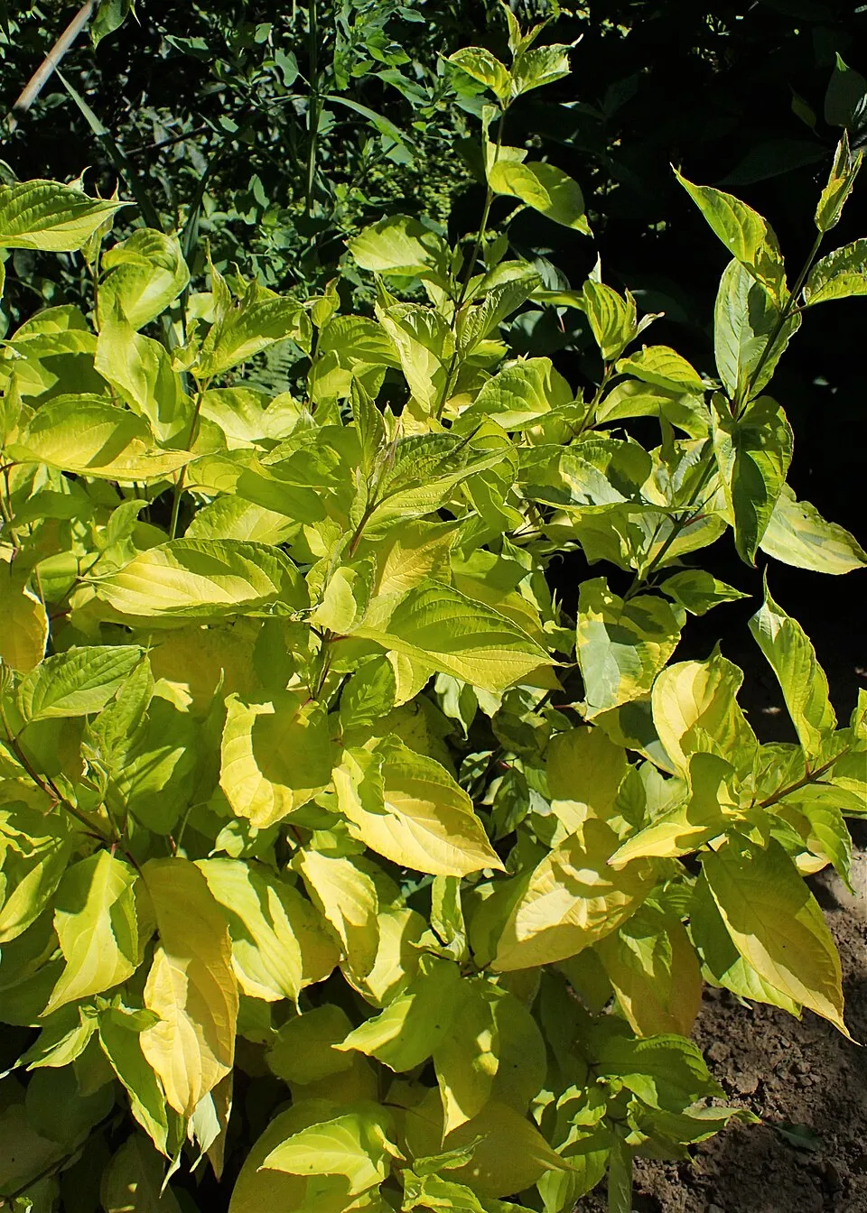 Sárga-tarka levelű, piros vesszejű som / Cornus alba 'Gouchaultii'