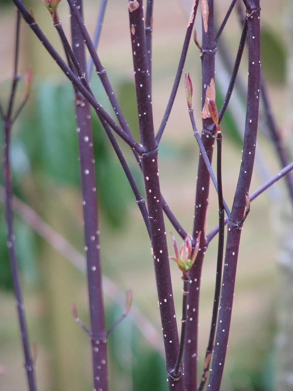 Barnás levelű, fekete vesszejű som / Cornus alba 'Kesselringii'