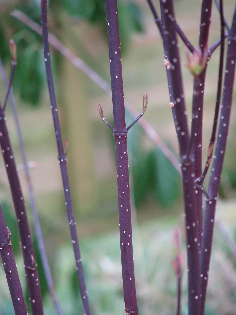 Barnás levelű, fekete vesszejű som / Cornus alba 'Kesselringii'
