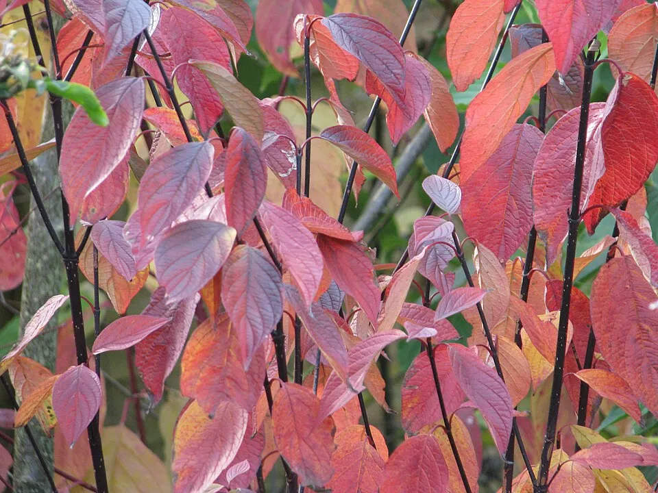Barnás levelű, fekete vesszejű som / Cornus alba 'Kesselringii'