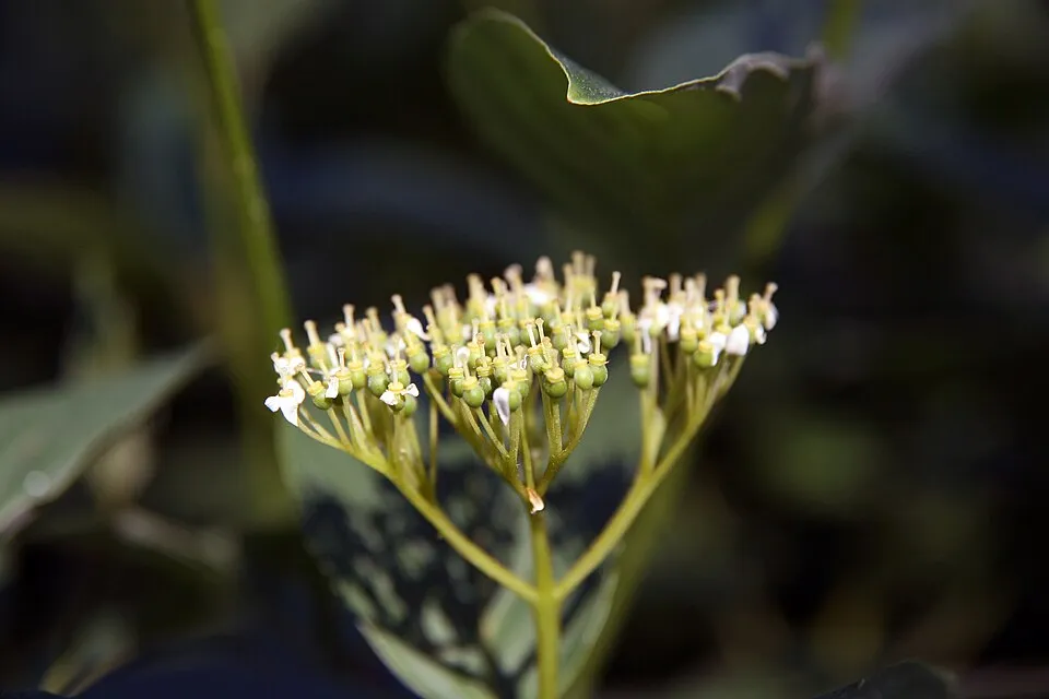 Rózsaszines tarka levelű, piros vesszejű som / Cornus alba 'Miracle' ®
