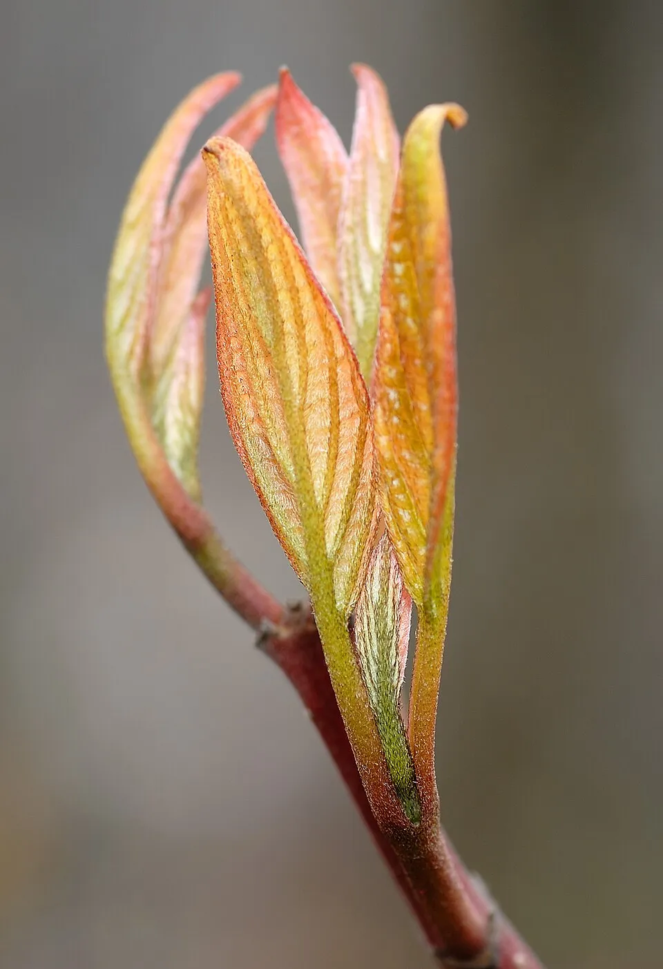 Rózsaszines tarka levelű, piros vesszejű som / Cornus alba 'Miracle' ®