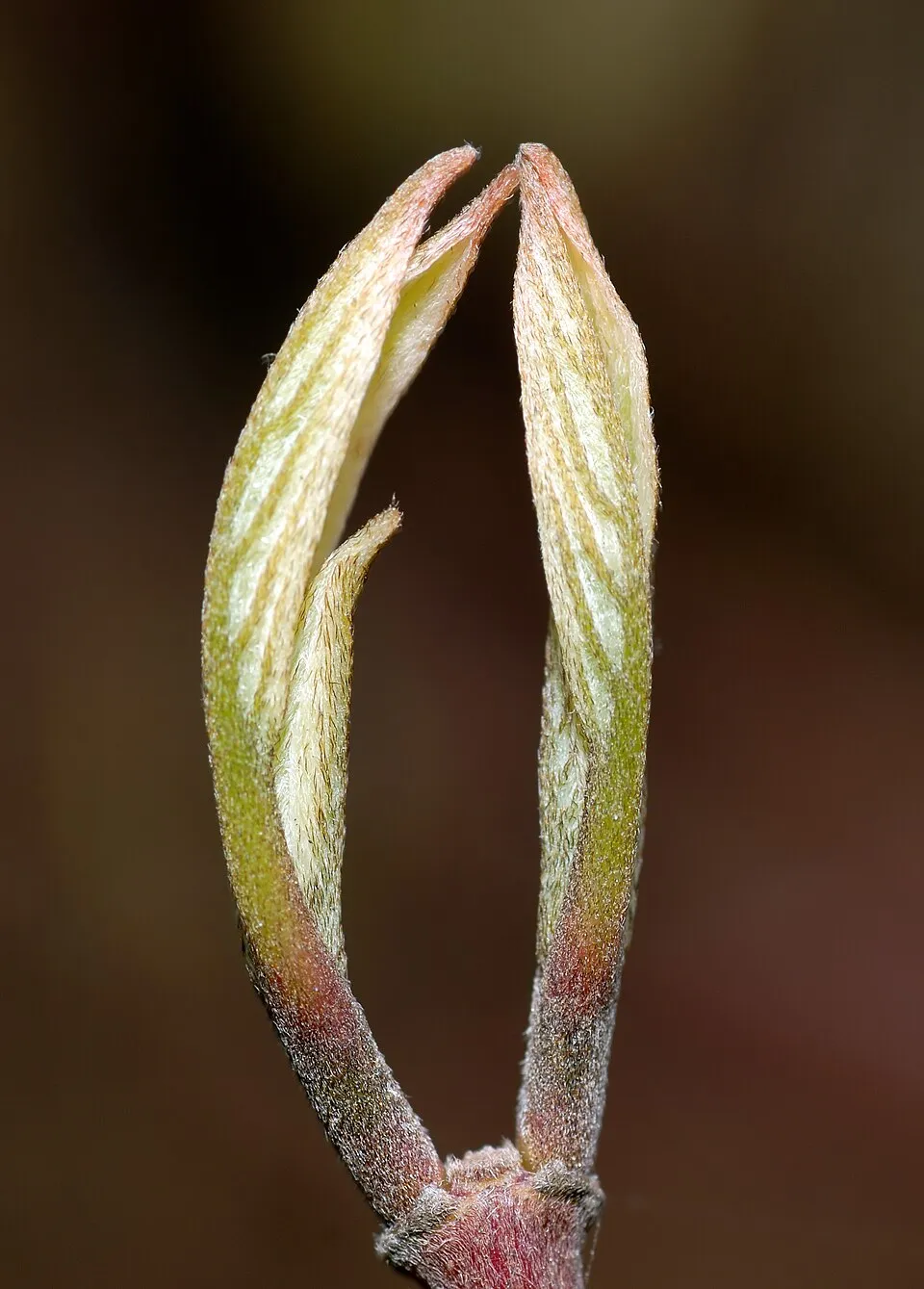Rózsaszines tarka levelű, piros vesszejű som / Cornus alba 'Miracle' ®