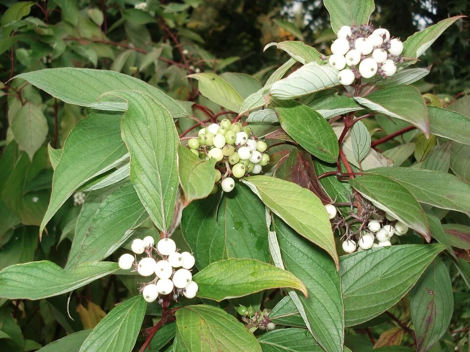 Rózsaszines tarka levelű, piros vesszejű som / Cornus alba 'Miracle' ®