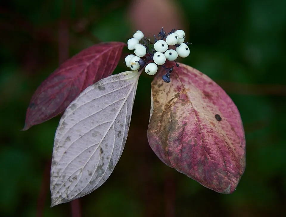 Rózsaszines tarka levelű, piros vesszejű som / Cornus alba 'Miracle' ®