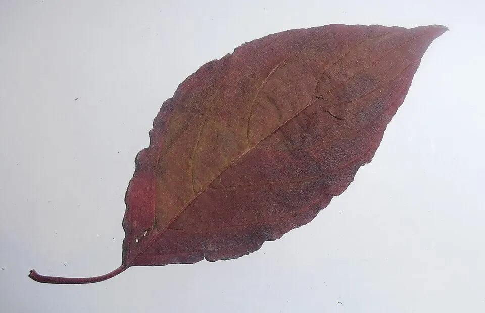Rózsaszines tarka levelű, piros vesszejű som / Cornus alba 'Miracle' ®