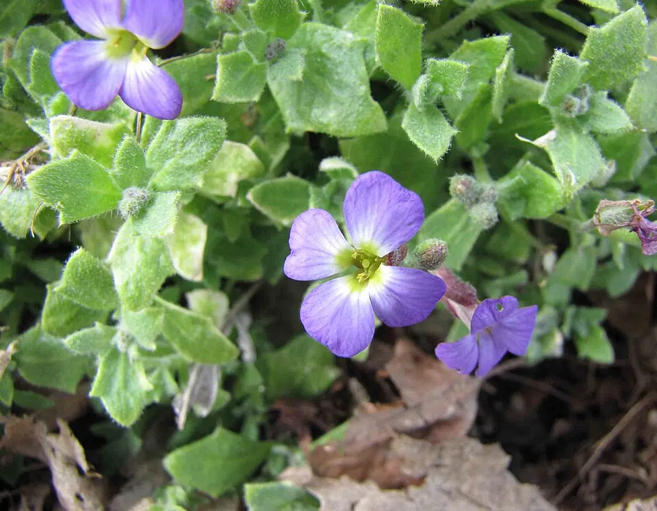 Pázsitviola / Aubrieta ROCK ON® 'Pink'