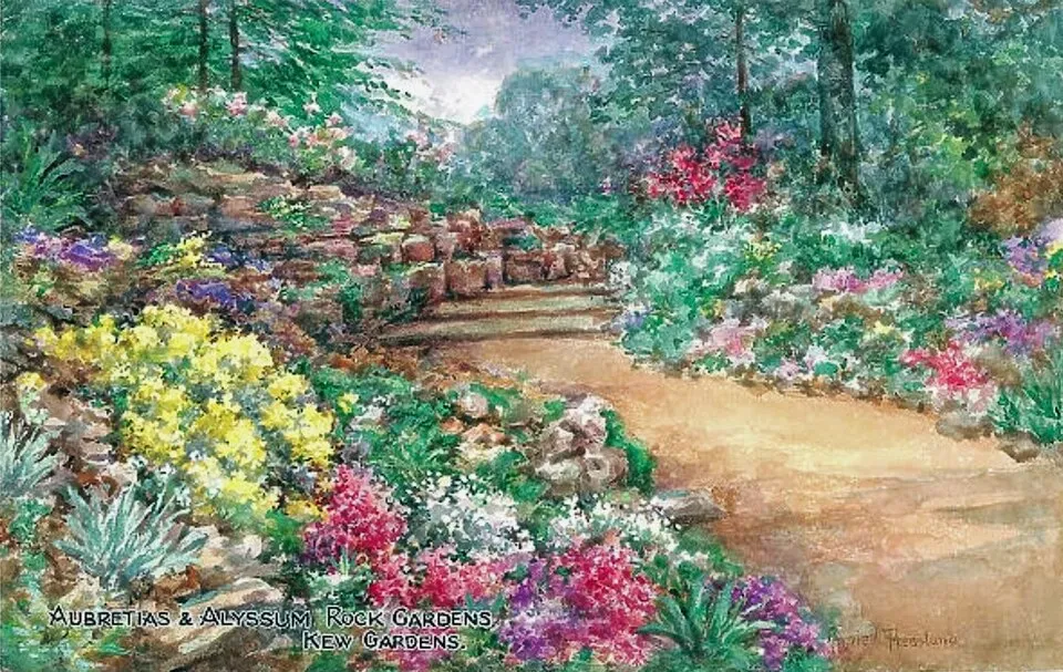 Pázsitviola / Aubrieta ROCK ON® 'Pink'