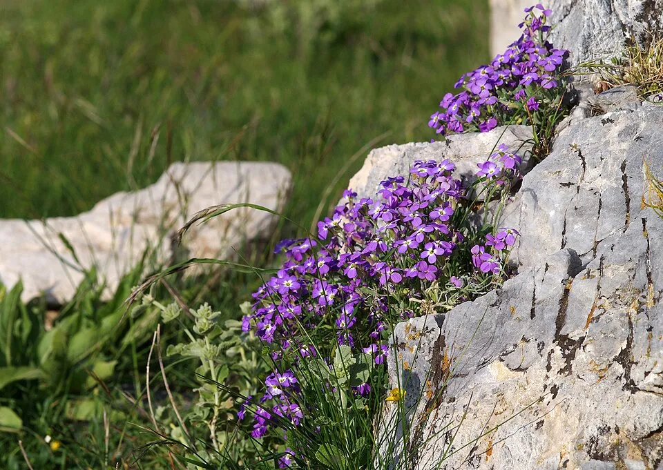 Pázsitviola / Aubrieta ROCK ON® 'Pink'