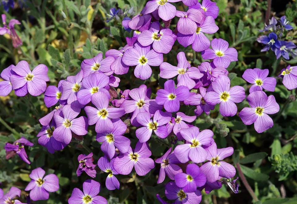 Pázsitviola / Aubrieta ROCK ON® 'Pink'