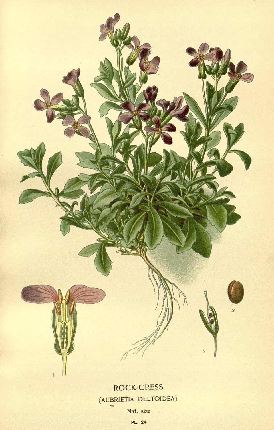 Pázsitviola / Aubrieta ROCK ON® 'Pink'