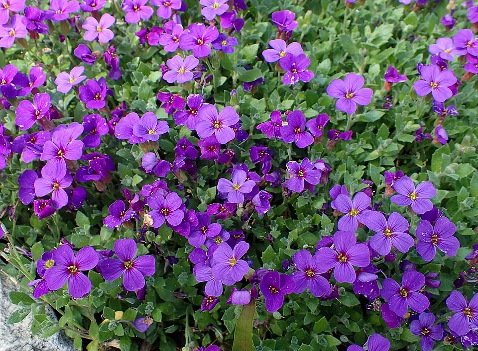 Pázsitviola / Aubrieta ROCK ON® 'Pink'