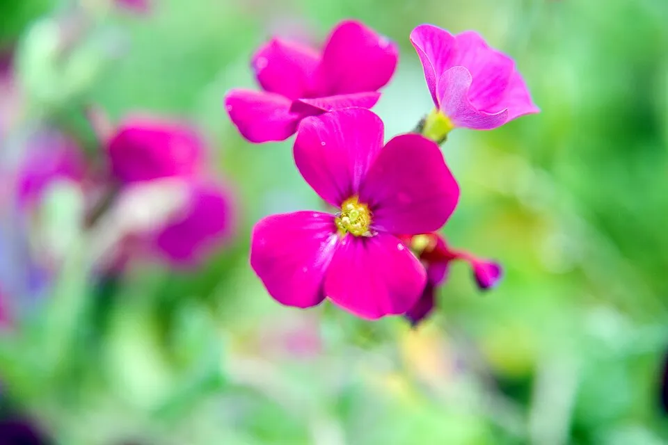 Pázsitviola / Aubrieta ROCK ON® 'Pink'