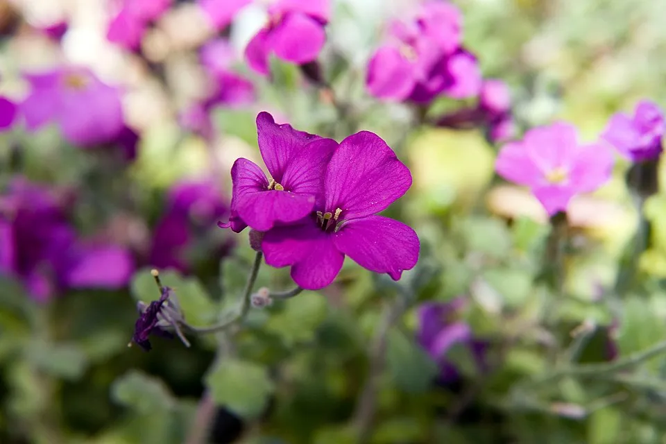 Pázsitviola / Aubrieta ROCK ON® 'Pink'