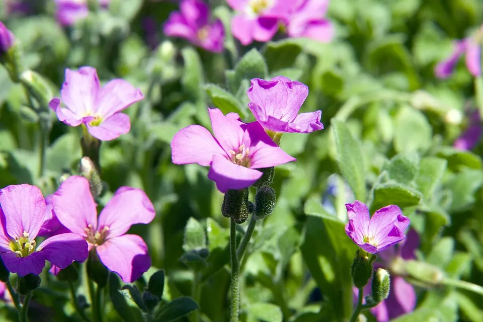 Pázsitviola / Aubrieta ROCK ON® 'Pink'