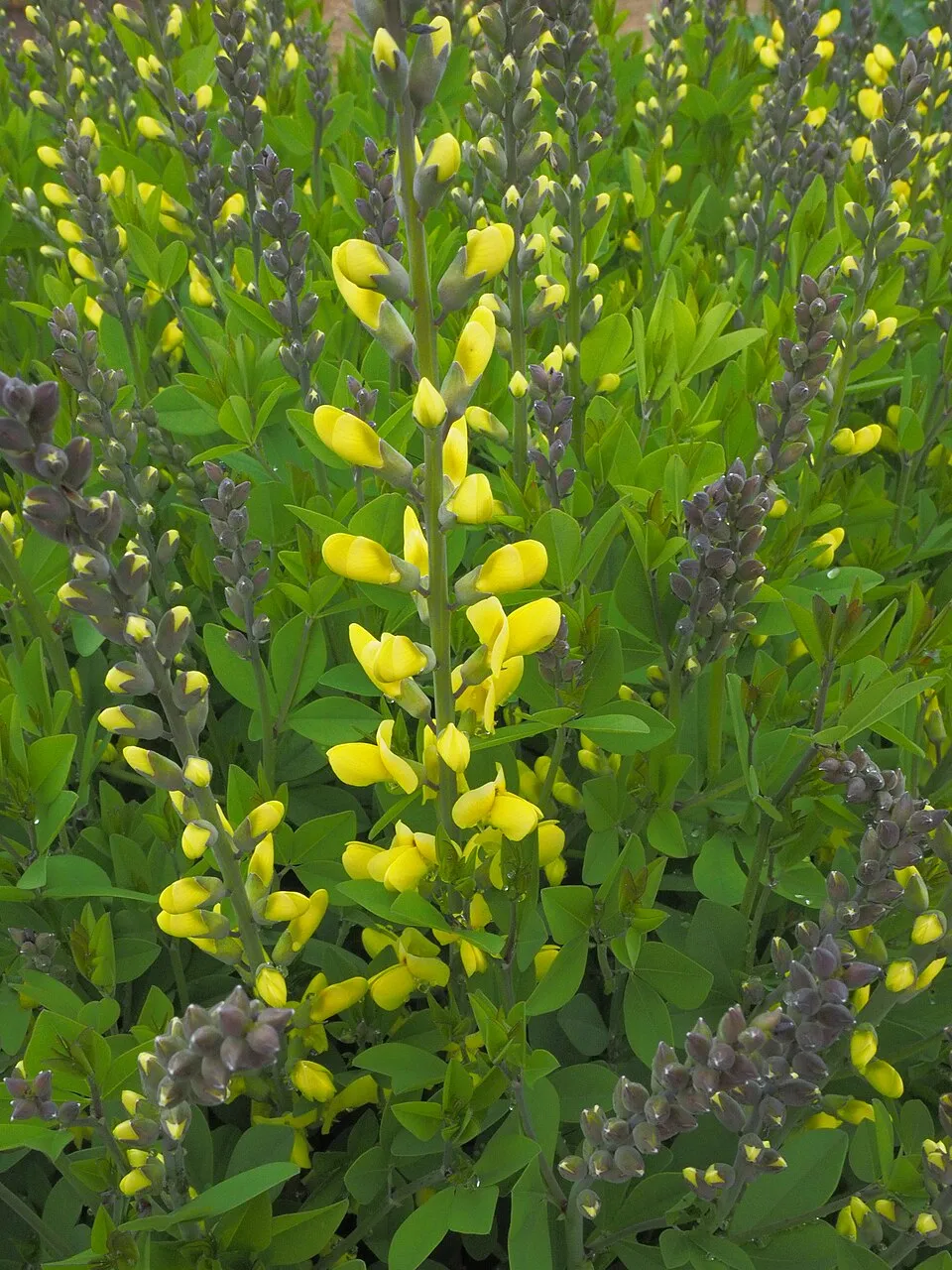 Borsófürt / Baptisia DECADENCE® 'Pink Lemonade'