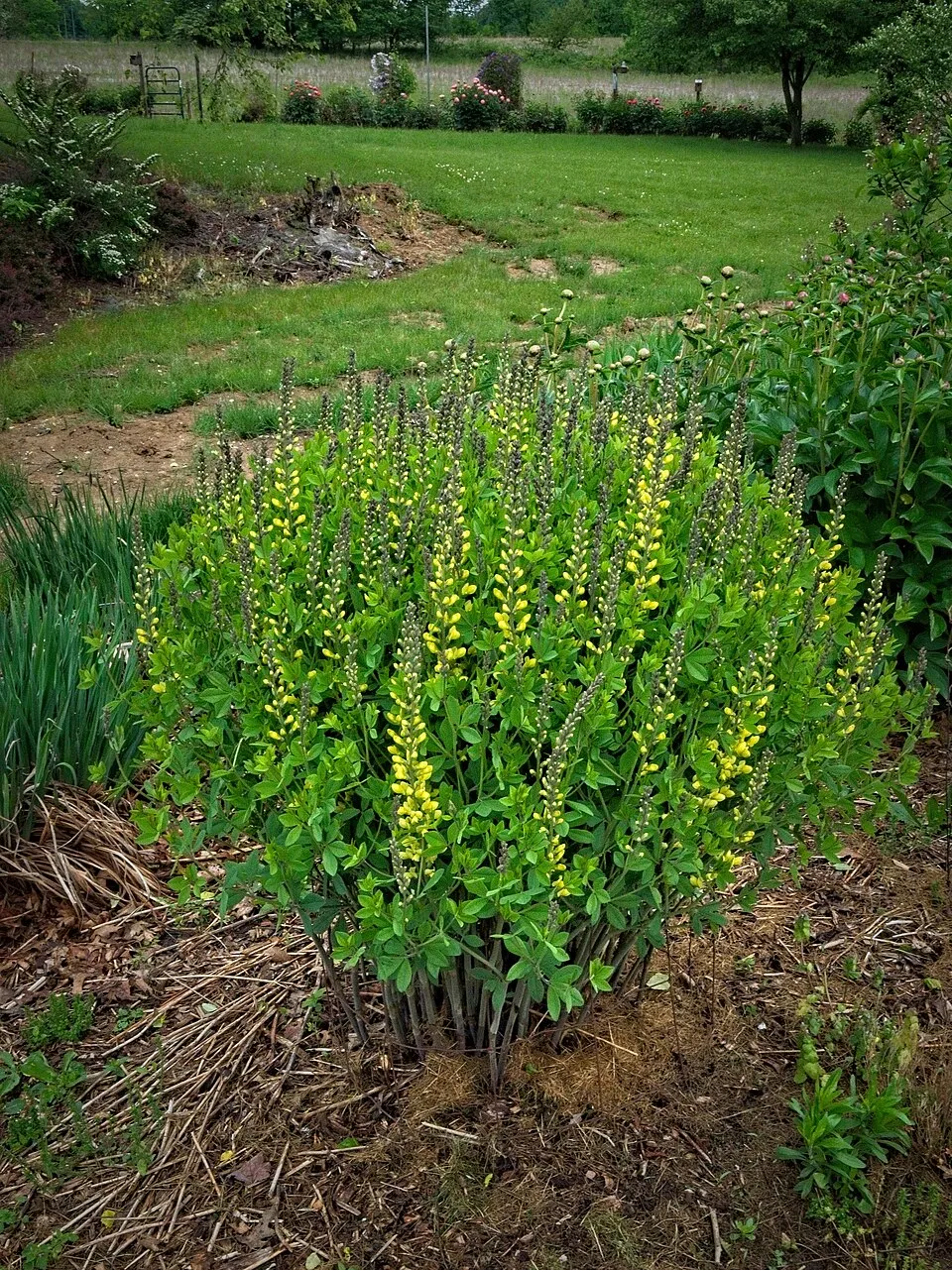 Borsófürt / Baptisia DECADENCE® 'Pink Lemonade'