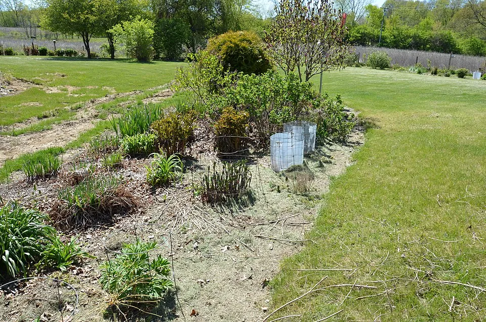 Borsófürt / Baptisia DECADENCE® 'Pink Lemonade'