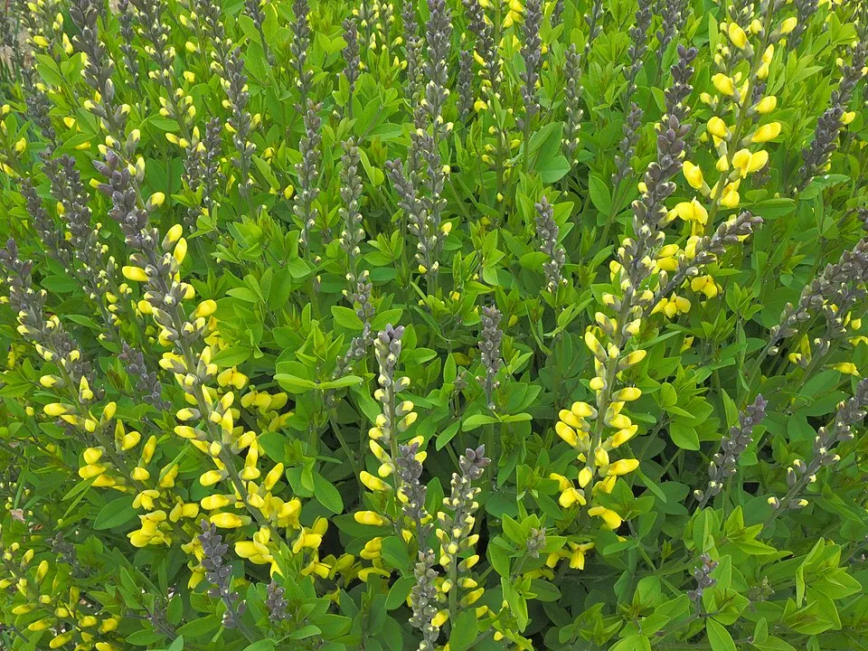 Borsófürt / Baptisia DECADENCE® DELUXE 'Pink Truffles'